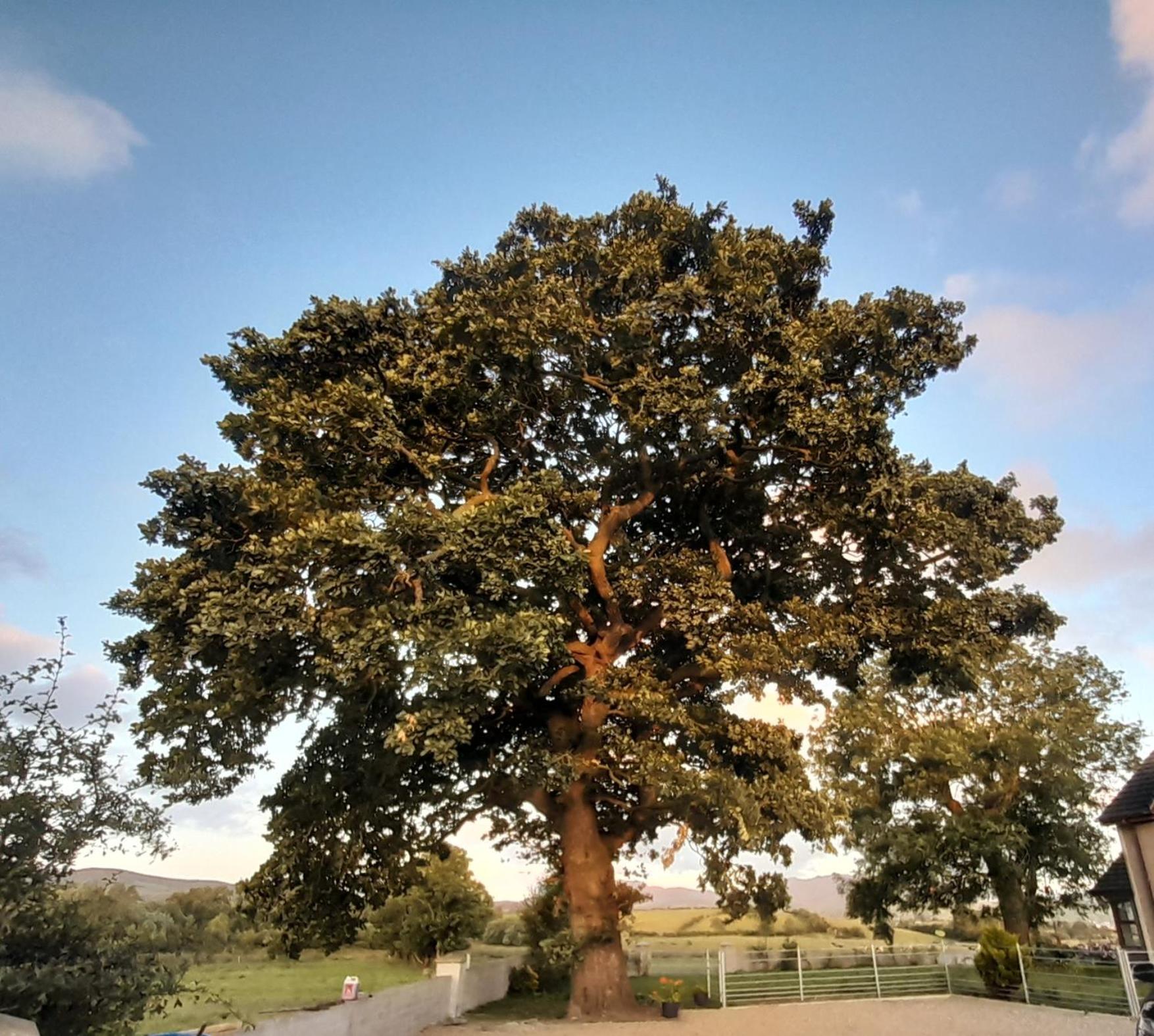 فيلا Oaktree Manor كاستلوالين المظهر الخارجي الصورة